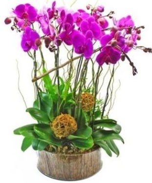 Ahap ktkte lila mor orkide 8 li Ankara Temelli kaliteli taze ve ucuz iekler 