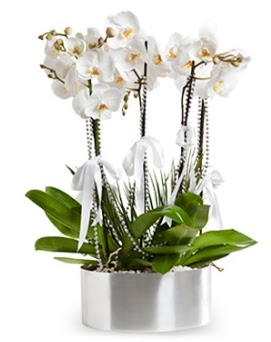 Be dall metal saksda beyaz orkide Temelli cicek , cicekci 