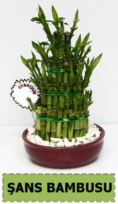 ans piramit bambu saks bitkisi Ankara Temelli 14 ubat sevgililer gn iek 