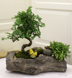 Aa ktk ierisinde bonsai ve sukulent Ankara Temelli online iek gnderme sipari 