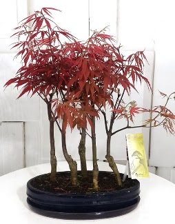 5 adet japon akaaa bonsai iei Ankara Temelli 14 ubat sevgililer gn iek 