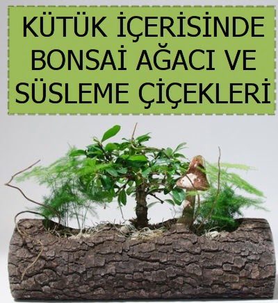 Ktk ierisinde bonsai japon aa bitkisi Ankara Temelli 14 ubat sevgililer gn iek 