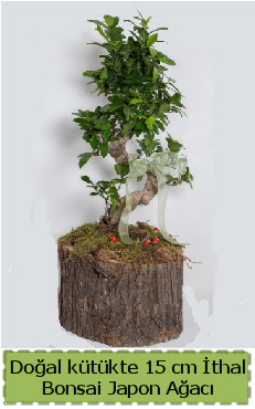 Doal ktkte thal bonsai japon aac Ankara Temelli cicekciler , cicek siparisi 