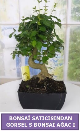 S dal erilii bonsai japon aac Ankara Temelli 14 ubat sevgililer gn iek 