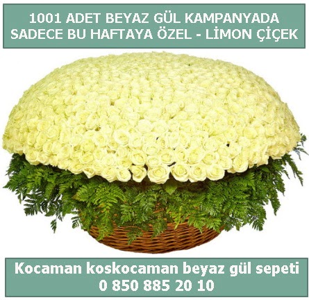 1001 adet beyaz gl sepeti zel kampanyada Ankara Temelli online iek gnderme sipari 