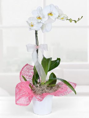 Tek dall beyaz orkide seramik saksda Ankara Temelli cicekciler , cicek siparisi  