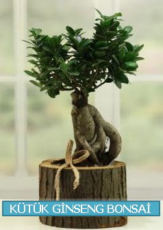 Ktk aa ierisinde ginseng bonsai Ankara Temelli online iek gnderme sipari 
