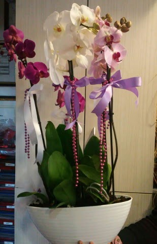 Mor ve beyaz ve pembe 6 dall orkide Temelli Ankara hediye sevgilime hediye iek 
