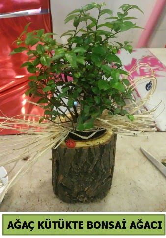 Doal aa ktk ierisinde bonsai aac Ankara Temelli online iek gnderme sipari 