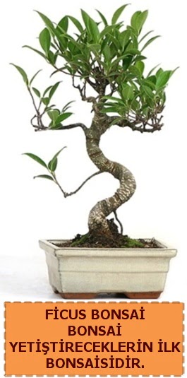 Ficus bonsai 15 ile 25 cm arasndadr Temelli cicek , cicekci 