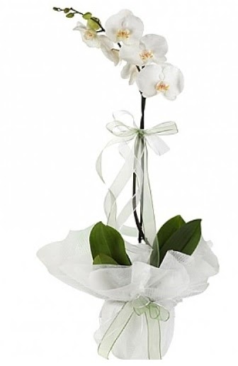 Tekli Beyaz Orkide Temelli iek online iek siparii 