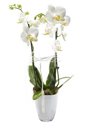 2 dall beyaz seramik beyaz orkide sakss Ankara Temelli online iek gnderme sipari 