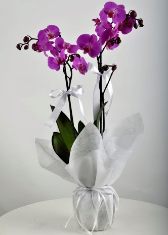 ift dall saksda mor orkide iei Ankara Temelli iek sat online ieki , iek siparii 