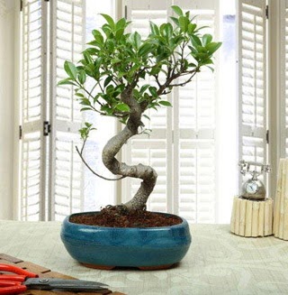 Amazing Bonsai Ficus S thal Temelli ankara ieki telefonlar yurtii ve yurtd iek siparii 