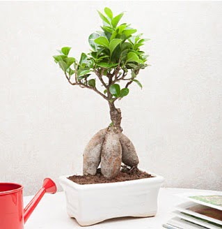 Exotic Ficus Bonsai ginseng ankara ieki Temelli ucuz iek gnder 