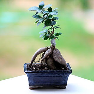 Marvellous Ficus Microcarpa ginseng bonsai Ankara Temelli iek sat online ieki , iek siparii 