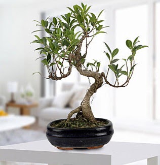 Gorgeous Ficus S shaped japon bonsai Temelli ankara internetten iek sat 