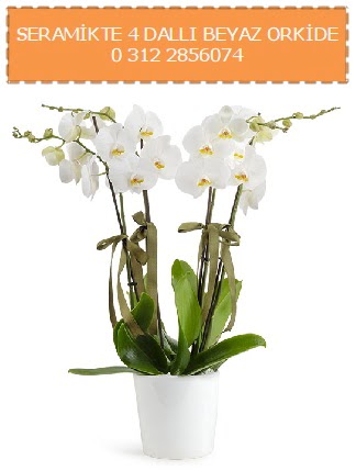 Seramikte 4 dall beyaz orkide Temelli ankara iekleri gvenli kaliteli hzl iek 