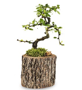 Doal ktkte S bonsai aac Ankara Temelli 14 ubat sevgililer gn iek 