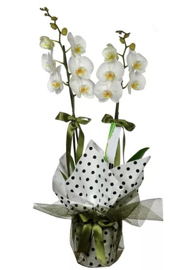 ift Dall Beyaz Orkide Temelli ankara iek siparii iek gnderme 