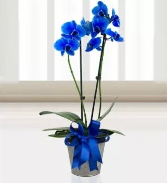 ift dall mavi orkide Ankara Temelli 14 ubat sevgililer gn iek 
