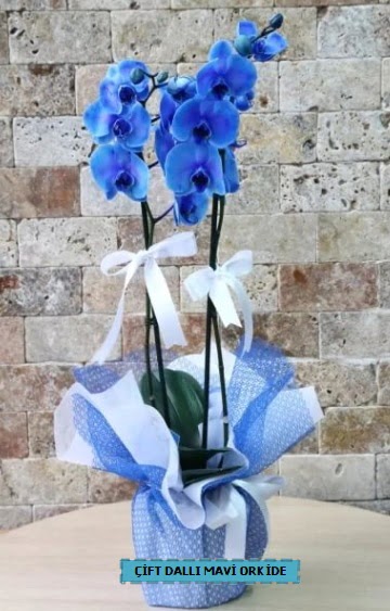 ift dall ithal mavi orkide Temelli cicek , cicekci 