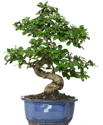 21 ile 25 cm aras zel S bonsai japon aac Temelli Ankara iek gnder uluslararas iek gnderme 