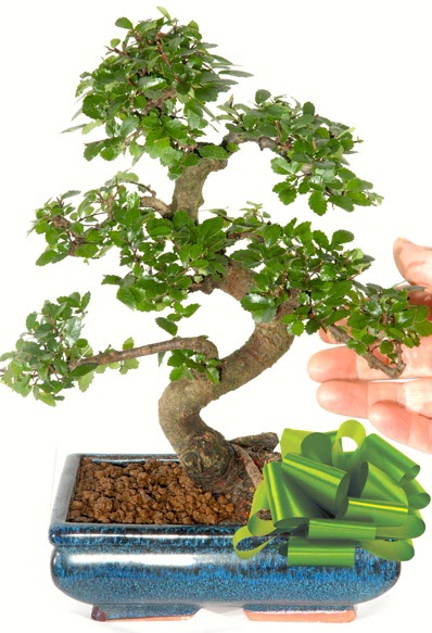 Yaklak 25 cm boyutlarnda S bonsai Temelli ankara iek maazas , ieki adresleri 