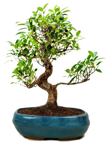 25 cm ile 30 cm aralnda Ficus S bonsai Ankara Temelli online iek gnderme sipari 