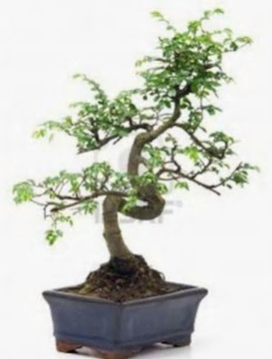 S gvde bonsai minyatr aa japon aac Ankara Temelli 14 ubat sevgililer gn iek 