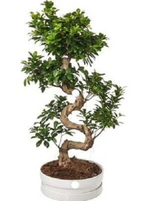 90 cm ile 100 cm civar S peyzaj bonsai Ankara Temelli online iek gnderme sipari 