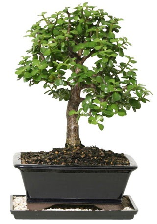 15 cm civar Zerkova bonsai bitkisi Temelli ankara iek maazas , ieki adresleri 