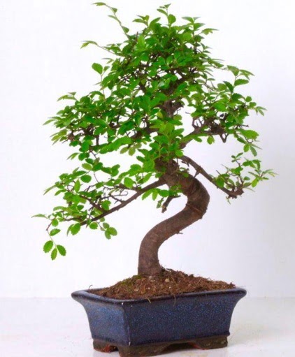 S gvdeli bonsai minyatr aa japon aac Ankara Temelli online iek gnderme sipari 