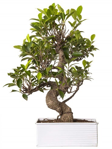 Exotic Green S Gvde 6 Year Ficus Bonsai Ankara Temelli online iek gnderme sipari 