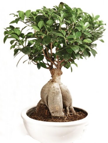Ginseng bonsai japon aac ficus ginseng Temelli iek siparii vermek 